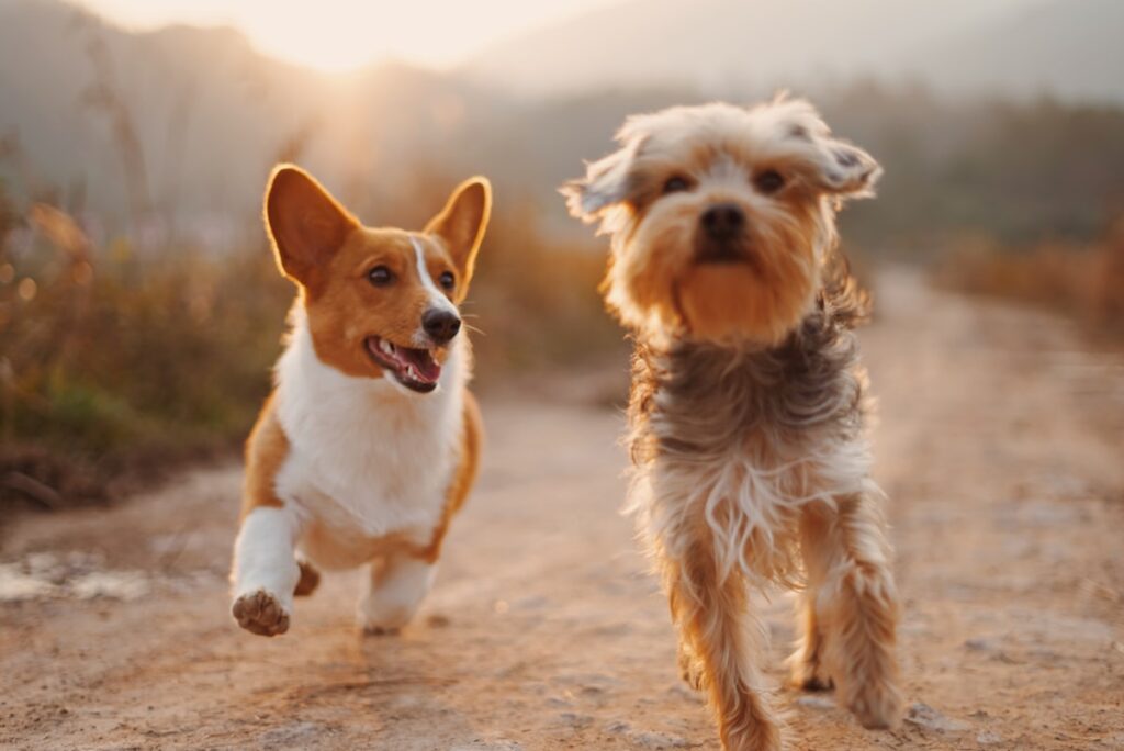 Furever Clean – pet grooming e-commerce store